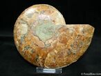 Inch Cleoniceras Ammonite (Half) #1444-1